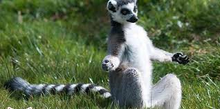 YOGA YAPİYO